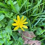 Ranunculus ficariaFlower