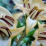 Digitalis canariensis Blüte