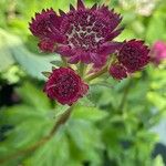 Astrantia major Blomma