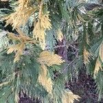 Calocedrus decurrens Leht