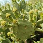 Opuntia strictaBlad