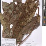 Deinbollia pynaertii Other