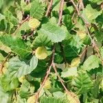 Nothofagus alpina Fruto
