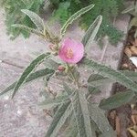 Sphaeralcea angustifolia Flor