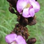 Macropsychanthus comosus Flower