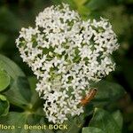 Galium rubioides Іншае