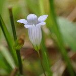 Wahlenbergia hederacea Flor