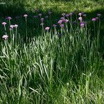 Allium validum Flower