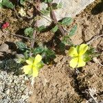 Helianthemum salicifolium Libunga