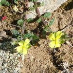 Helianthemum salicifolium आदत