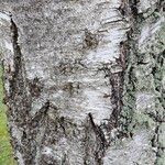 Betula pendula Bark