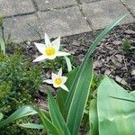 Tulipa turkestanica Flor