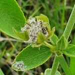 Hibiscus flavifolius Fruit