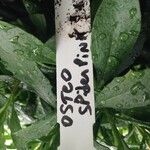 Osteospermum spp. Plod