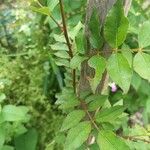 Zanthoxylum bungeanumLeaf