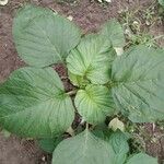 Amaranthus tortuosus Leaf