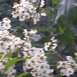 Montanoa hibiscifolia Flower