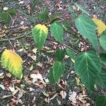 Acer pectinatum Лист