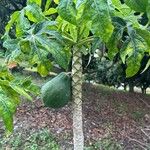 Carica papaya Плод