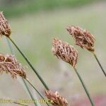 Carex stenophylla Fruto