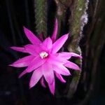 Aporocactus flagelliformisFlor