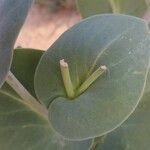 Moricandia moricandioides Hoja