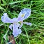 Iris missouriensis Flower