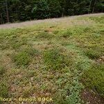 Lycopodium × oellgaardii ᱛᱟᱦᱮᱸ