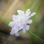 Scabiosa canescens फूल