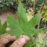 Malva acerifolia Leaf