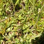 Silene borderei Leaf