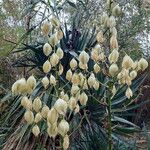Yucca gloriosa 花