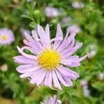 Symphyotrichum novi-belgii Bloem