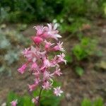 Heuchera caespitosa Цвят