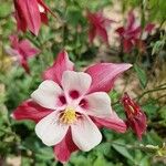 Aquilegia canadensisFlower