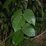 Mucuna holtonii Ліст