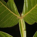 Dendropanax arboreus Hoja