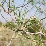 Calligonum polygonoides Habit