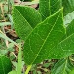 Boscia mossambicensis Leaf