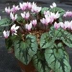 Cyclamen africanum برگ