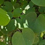 Cercis occidentalis Hostoa