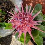 Aechmea fasciataFlower