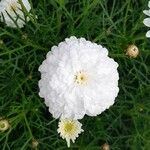 Argyranthemum frutescens पत्ता