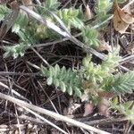 Astragalus sesameus Fruit