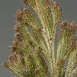 Hymenophyllum subobtusum Blatt