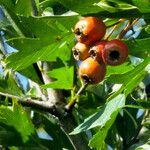 Crataegus azarolus Плод