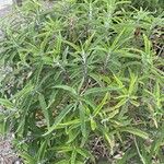 Salvia leucantha Folha