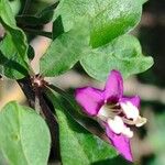 Lycium chinense Flower