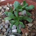 Crassula pubescens Лист