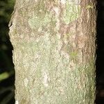 Sacoglottis guianensis Bark